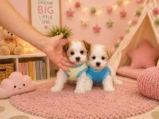 Teddy Bear Tiny Toy & Toy Maltese x pups 647-838-6762 - Photo 8