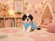 Teddy Bear Tiny Toy & Toy Maltese x pups 647-838-6762 - Photo 9