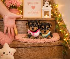Teddy Bear Tiny Toy & Toy Maltese x pups 647-838-6762 - Photo 10