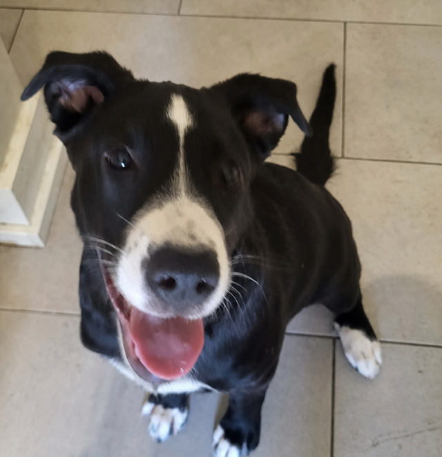 Dog Needing Forever Home
