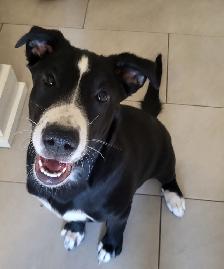 Dog Needing Forever Home - Photo 2