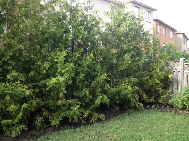 HUGE SALE ON CEDAR TREES - DELIVER AND PLANT