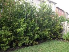HUGE SALE ON CEDAR TREES - DELIVER AND PLANT