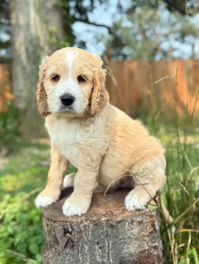 Springerdoodle Puppies