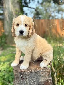 Springerdoodle Puppies