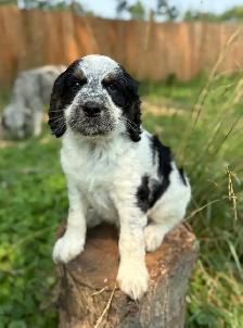 Springerdoodle Puppies - Photo 2