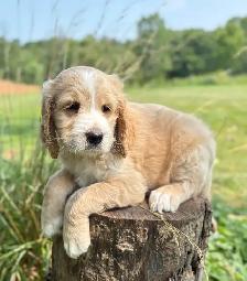 Springerdoodle Puppies - Photo 3