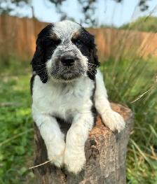 Springerdoodle Puppies - Photo 4