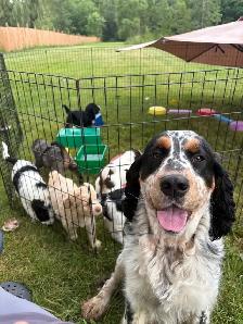 Springerdoodle Puppies - Photo 5