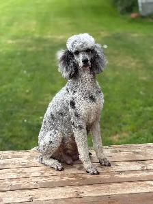 Springerdoodle Puppies - Photo 6
