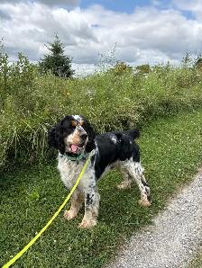 Springerdoodle Puppies - Photo 7