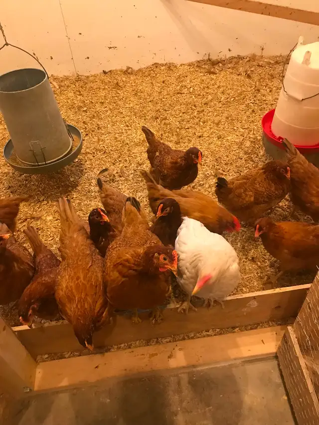 Pullets for sale