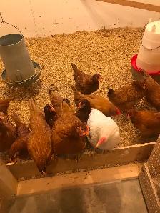 Pullets for sale