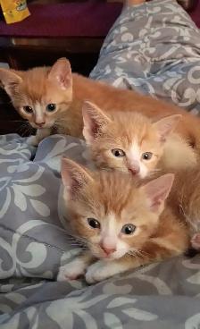2 orange female kittens left!