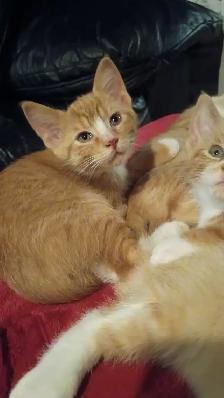 2 orange female kittens left! - Photo 2