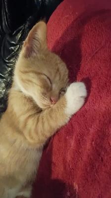 2 orange female kittens left! - Photo 3