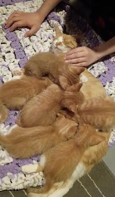 2 orange female kittens left! - Photo 4