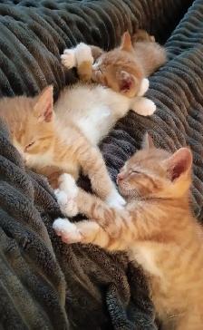 2 orange female kittens left! - Photo 5