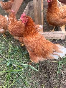 brown laying hens