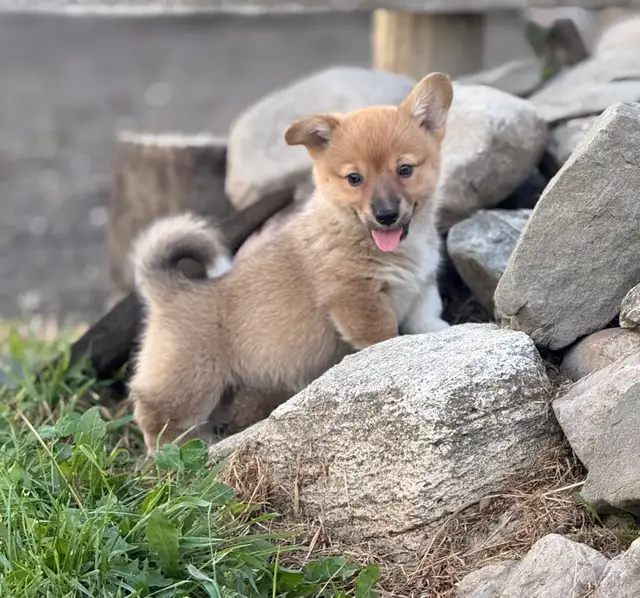 Pembroke Welsh Corgi