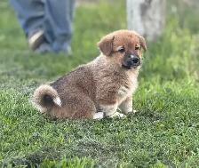 Pembroke Welsh Corgi - Photo 2