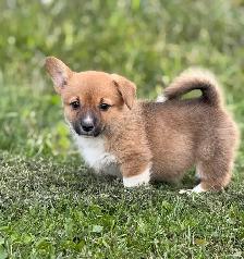 Pembroke Welsh Corgi - Photo 3