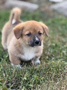 Pembroke Welsh Corgi - Photo 5