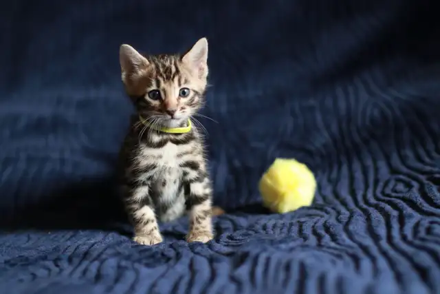 Leopard-look Bengal Kittens - Brown, Silver, Longhair, TICA