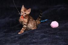 Leopard-look Bengal Kittens - Brown, Silver, Longhair, TICA - Photo 4