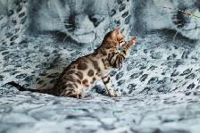 Leopard-look Bengal Kittens - Brown, Silver, Longhair, TICA - Photo 5
