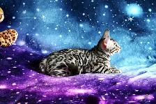 Leopard-look Bengal Kittens - Brown, Silver, Longhair, TICA - Photo 9
