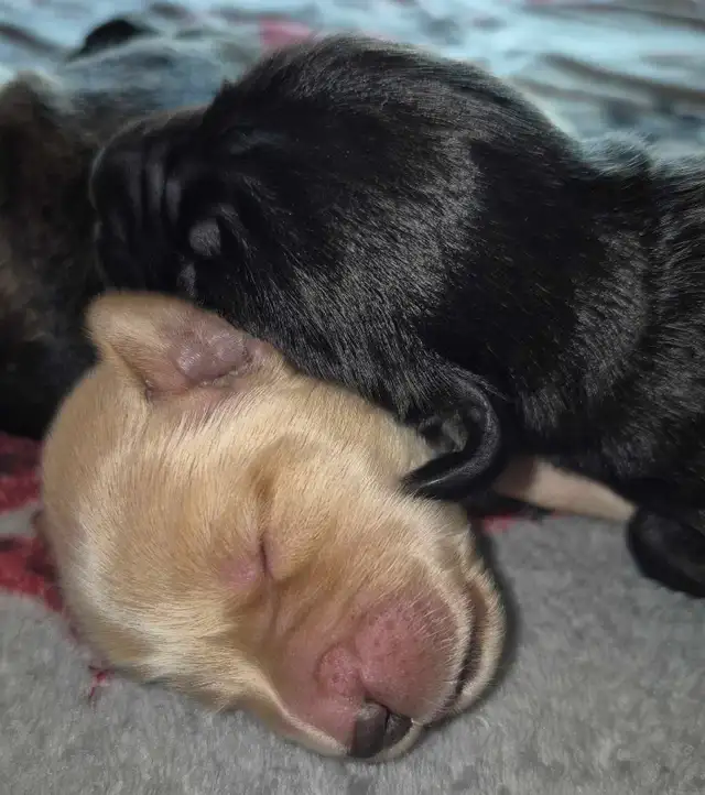 Golden Retriever Cross Puppies