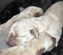 Golden Retriever Cross Puppies - Photo 2