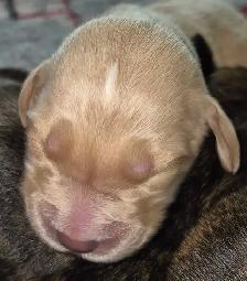 Golden Retriever Cross Puppies - Photo 3