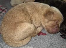 Golden Retriever Cross Puppies - Photo 4