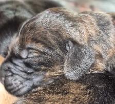 Golden Retriever Cross Puppies - Photo 5
