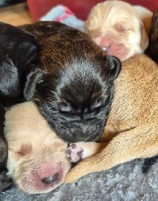 Golden Retriever Cross Puppies - Photo 6