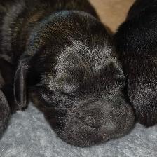 Golden Retriever Cross Puppies - Photo 7