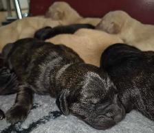 Golden Retriever Cross Puppies - Photo 8