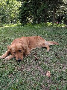 Golden Retriever Cross Puppies - Photo 10