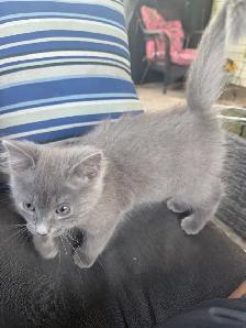Kittens free to good home