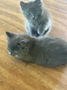 Kittens free to good home - Photo 2