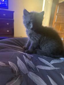 Kittens free to good home - Photo 3