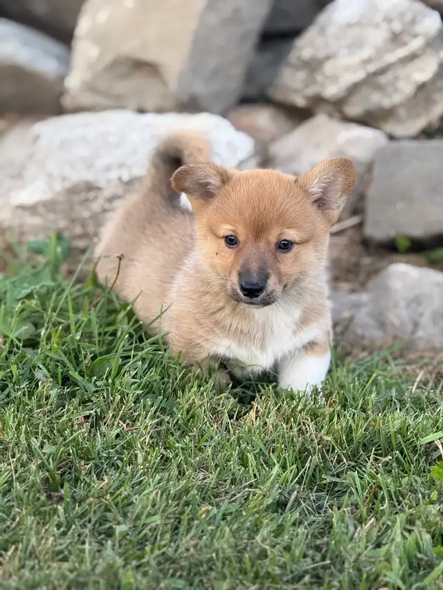 Pembroke Welsh Corgi