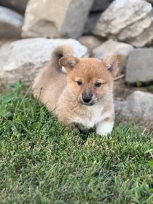 Pembroke Welsh Corgi