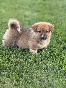 Pembroke Welsh Corgi - Photo 2