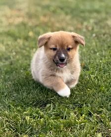 Pembroke Welsh Corgi - Photo 4