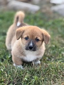 Pembroke Welsh Corgi - Photo 5