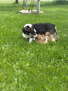 Pembroke Welsh Corgi - Photo 6