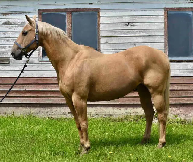 Palomino Gelding for sale!